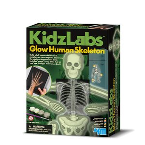 Glow Human Skeleton-model-kits-Hobbycorner