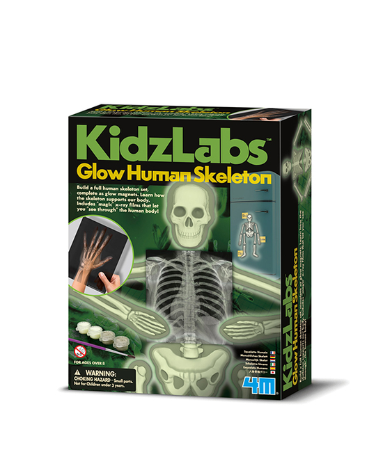 Glow Human Skeleton