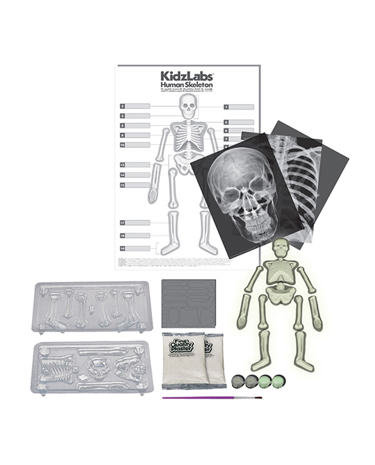 Kidz labs hot sale human skeleton