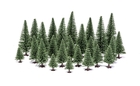 Fir Trees - R 7199