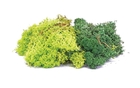 Lichen - Green Mix - R 7194