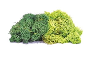 Lichen - Large Green Mix - R 7195-trains-Hobbycorner