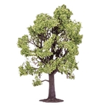 Beech Tree - R7219