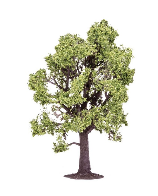 Beech Tree - R7219