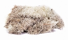 Lichen - Stone Grey - R7193