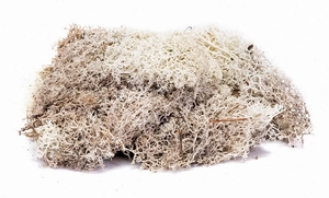 Lichen - Stone Grey - R7193-trains-Hobbycorner