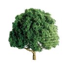 Oak Tree 3" -  94264