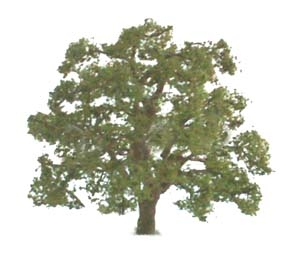 Live Oak 44- 51mm -  92225-trains-Hobbycorner