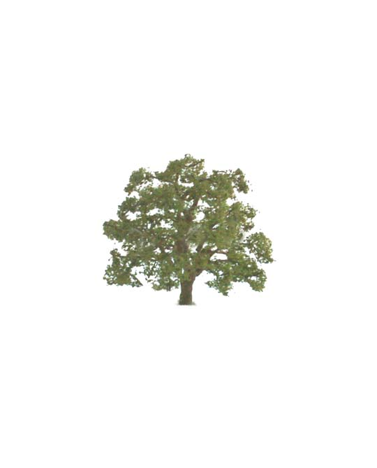 Live Oak 44- 51mm -  92225