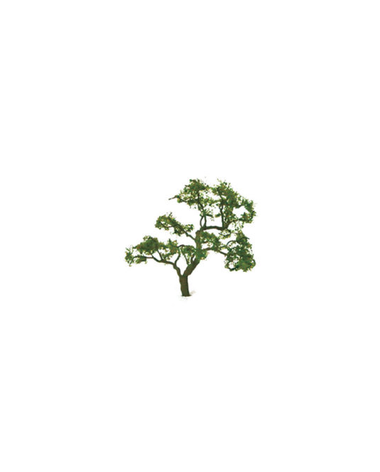 Beech Tree 75- 85mm -  92323