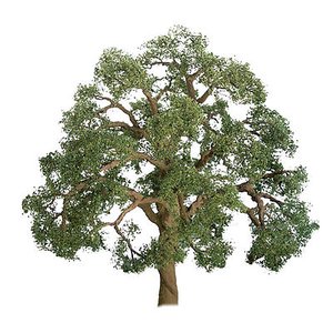 Live Oak 75- 85mm -  92326-trains-Hobbycorner