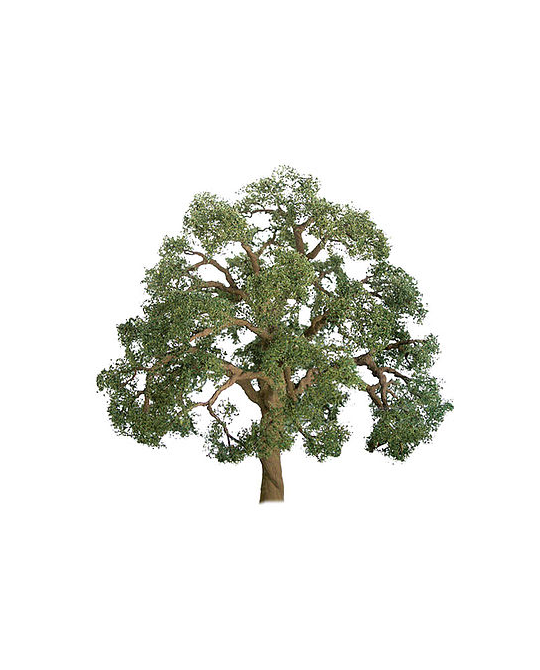 Live Oak 75- 85mm -  92326