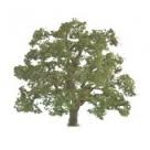 Live Oak 125mm -  92423