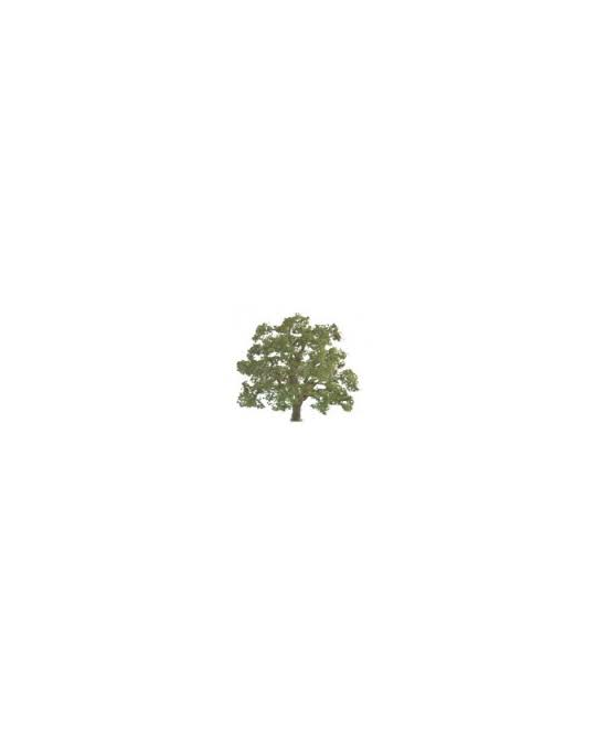 Live Oak 125mm -  92423